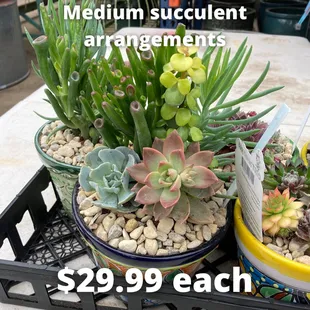 We have succulent arrangements!