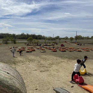 Pumpkin patch