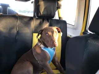 Sierra Vista Animal Care & Control