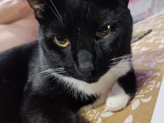 Tombstone Small Animal Shelter