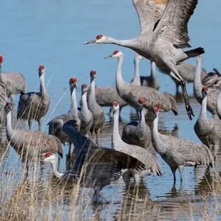 Sandhill crane