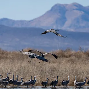 Sandhill crane