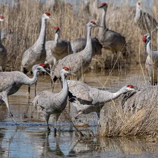 Sandhill crane