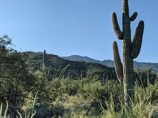 Douglas Springs Trailhead - Saguaro National Park