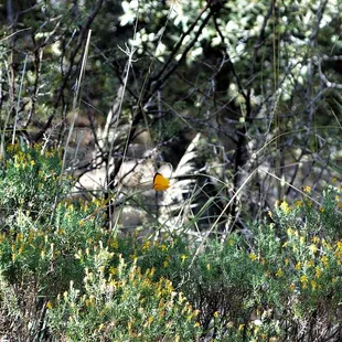 Sleepy orange sulphur butterfly