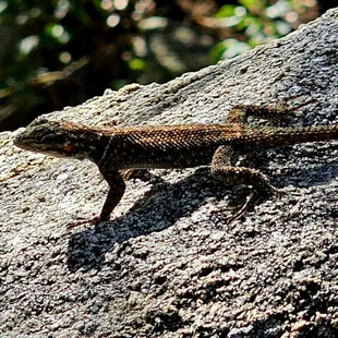 Lots if lizards to be seen