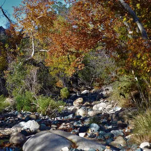 creek with running water and autumn trees