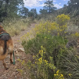 Blooming turpentine bush