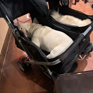 Carne Asada and Shrimp Coctail