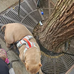 Our service dog laying down while so much is going on