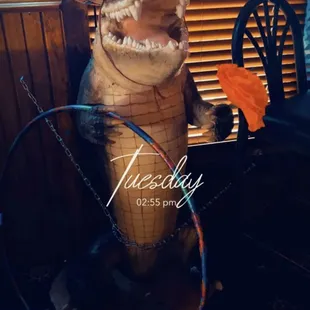 Albert the alligator... or is it a crocodile?