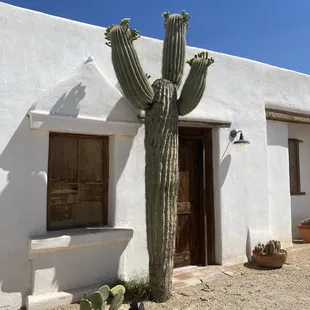I don&apos;t know where this food leads, but look at that hero of a cactus.