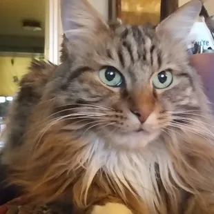 a cat sitting on a counter