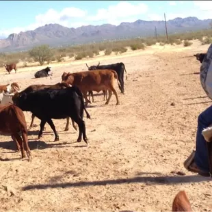 Stopped by to check on the cattle during our horseback ride