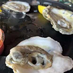 Oysters