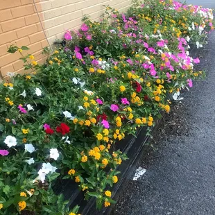 beautiful flowers outside