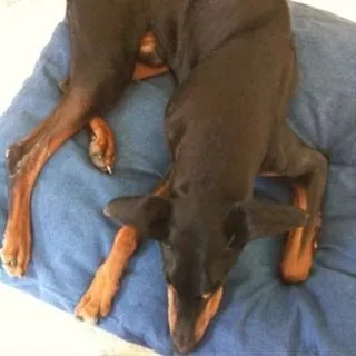 Lupo A.