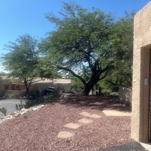 My offending Mesquite Tree