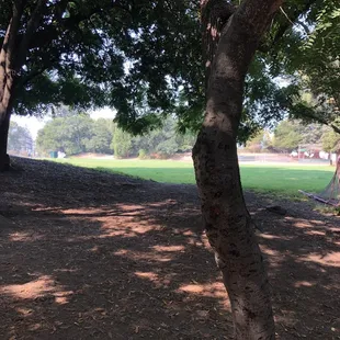 Trees, Baseball Field, Grass