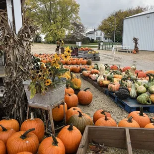 a variety of pumpkins