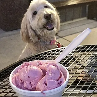 a dog and a bowl of ice cream
