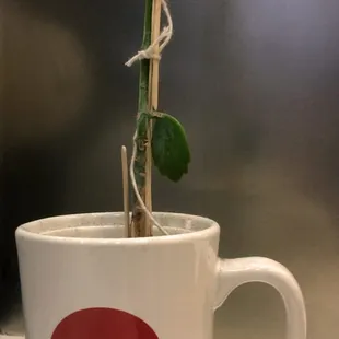 Whole Milk Cappuccino