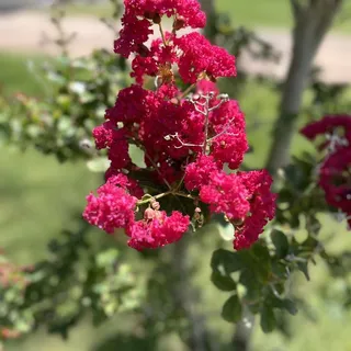 C M.