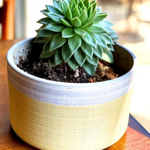 a potted plant on a table