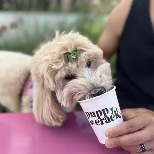 Puppy crack