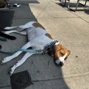 a dog laying on the sidewalk