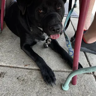 a black dog under a table