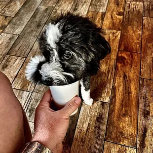Pup cup