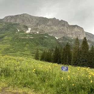 In July of 2024 - wildflower season