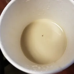 Gnat found in my coffee.