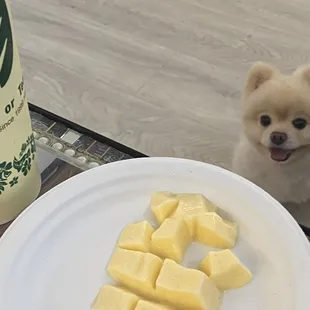 Happy 4 th custard lovin' fur bebe 7-4-22