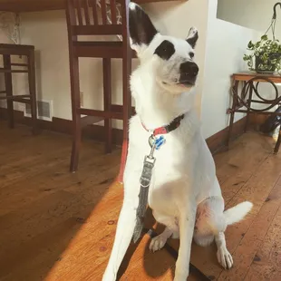 Dog friendly inside!