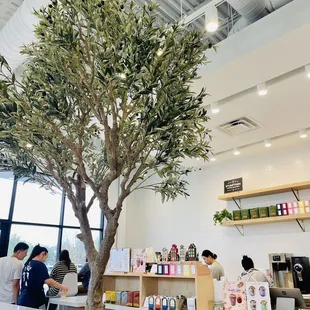 a tree in a coffee shop