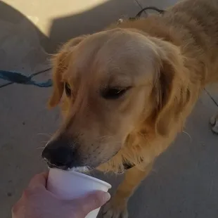 Whipped milk for our Hercules