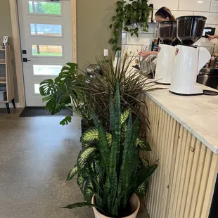 a potted plant on the counter