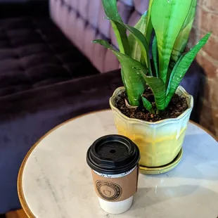 a coffee cup and a plant on a table