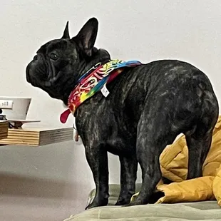 a black dog standing on a bed