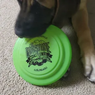 Cogstone brewery kids special frisbee enjoyed by my animal therapy assistant Buckaroo.