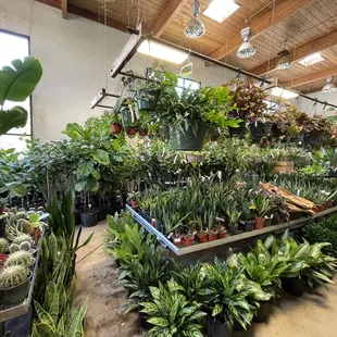 Plant heaven!