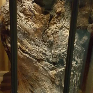 Canon ball stuck in a trunk of a tree