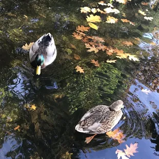 two ducks swimming in a pond