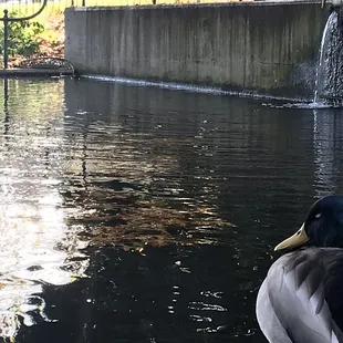 a duck in a pond