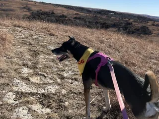 Mount Mitchell Heritage Prairie