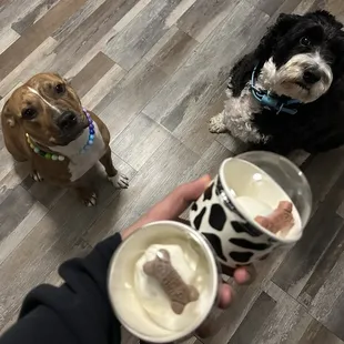 Cold Cow Ice Cream