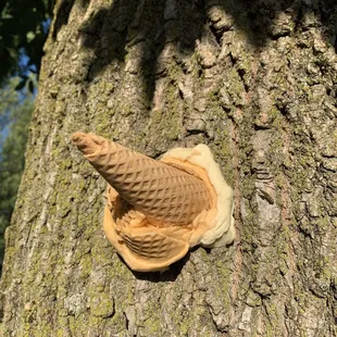 This is where it ended up, dinner for the ants.