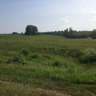 Lots of grass.  Not a lot of trees.